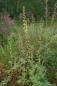 Preview: Agrimonia eupatoria | Kleiner Odermenning